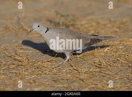 Eurasian Collared-dove (Streptopelia decaocto) adult feeding on the ground Gujarat, India          November Stock Photo