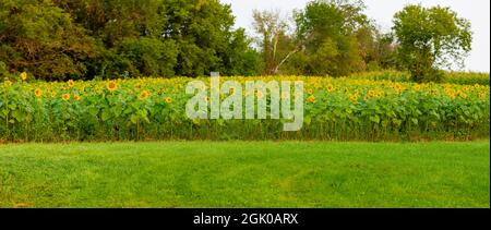 Sunflower field in central Wisconsin in early September, panorama Stock Photo