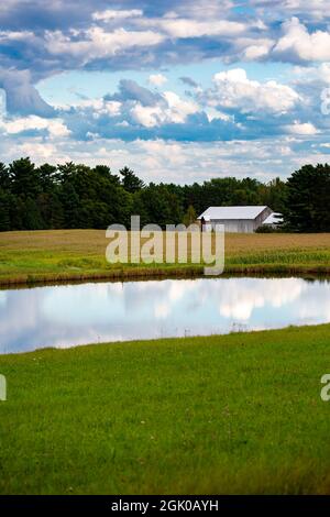 Wisconsin cornfield between a white barn and a pond with a dramitic sky in September, vertical Stock Photo