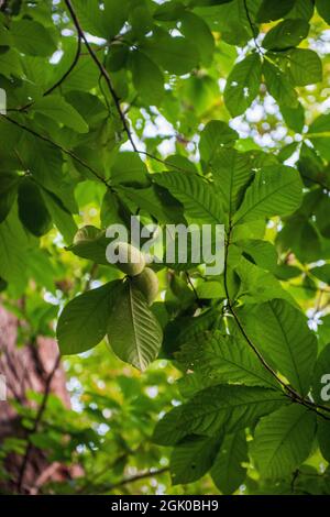 Clusters of fresh American paw paw fruit hang in a paw paw tree on Roosevelt Island in Washington, D.C. Stock Photo