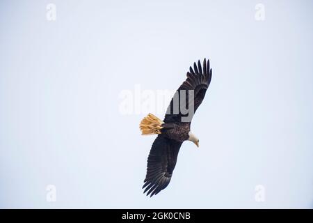 An American bald eagle flies above the Susquehanna River near the Conowingo Dam in Cecil County, Maryland. Stock Photo