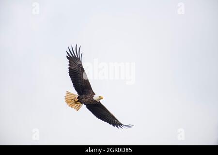 An American bald eagle flies above the Susquehanna River near the Conowingo Dam in Cecil County, Maryland. Stock Photo