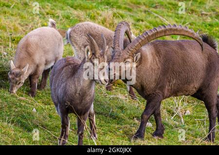 Alpine ibex (Capra ibex), rut, male following females Stock Photo