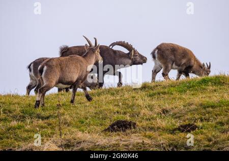 Alpine ibex (Capra ibex), rut, male following females Stock Photo