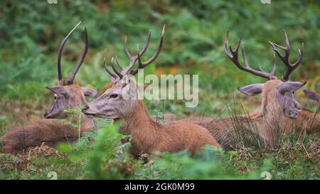 Richmond Park, London, UK. 12th Sep, 2021. Three young red deer (cervus elaphus) stags relax in the afternoon sun. Red and fallow deer stags and bucks will soon start their autumn rutting season in which competing males show off and establish their dominance. Credit: Imageplotter/Alamy Live News Stock Photo