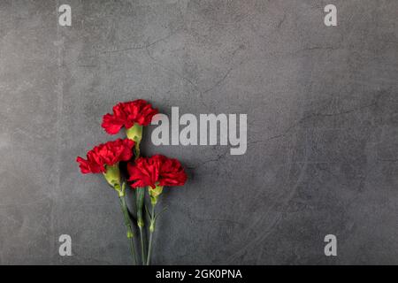 Three carnation flowers on a dark background. Flat lay. Copy space. Stock Photo
