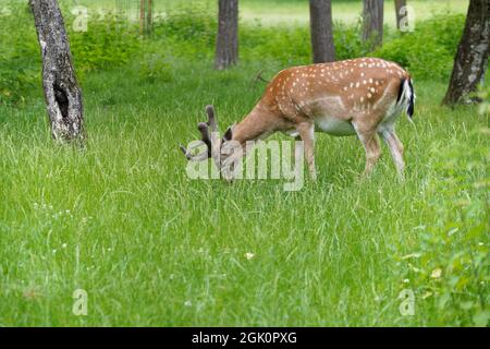 A shot of a deer pasturing in a grassy field near thin trees Stock Photo