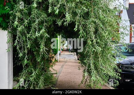 A pendulous willow leaved pear tree (pyrus salicifolia - pendula) forms a tunnel on the pavement Stock Photo