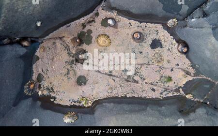 Rock pool with shells and sand on Devon beach Stock Photo