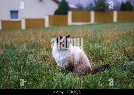 Ragdoll cat in rain outdoors. Cute pet at backyard. Beautiful purebred cat Stock Photo