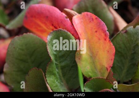 Bergenia cordifolia 'Eroica' / Elephants Ears Eroica Stock Photo