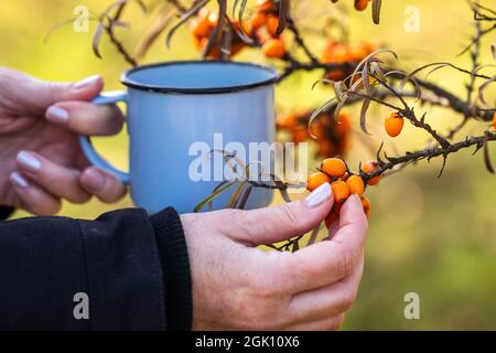 Woman picking sea buckthorn. Female hand harvesting organic fruits and natural antioxidant from bush Stock Photo