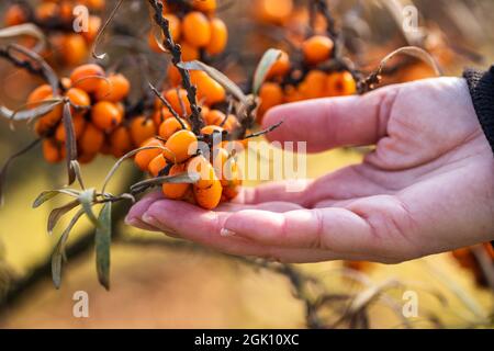 Sea buckthorn and female hand. Woman picking ripe berry fruit. Organic food as natural antioxidant for healthy eating Stock Photo