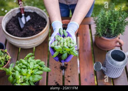 Woman planting basil herb into flower pot on table in garden. Gardening in spring Stock Photo