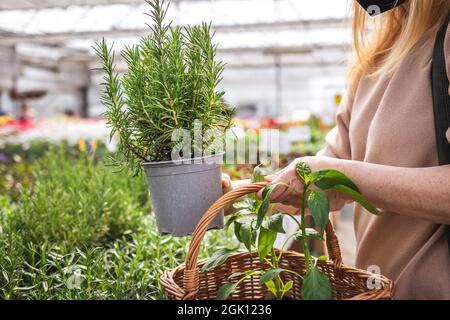 Female customer shopping herb in garden center. Woman holding rosemary plant and wicker basket in greenhouse Stock Photo