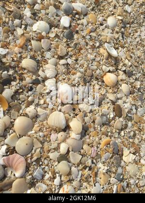 Sea shell on the seashore. Villa Gesell. Argentina. Stock Photo