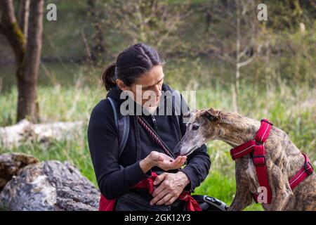 Greyhound takes pet treat from woman during hike in nature. Female tourist and dog travel together Stock Photo