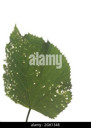 One linden tree green leaf Stock Photo