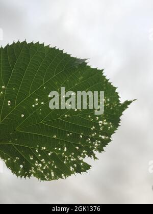 One linden tree green leaf Stock Photo