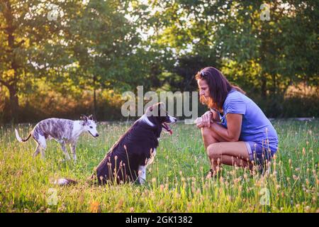 Woman with her dogs in garden during sunset. Pet owner with border collie and whippet enjoying summer outdoors Stock Photo