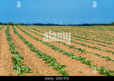 Cabbage cultivated fields in Bretagne in French countryside. View of a green cabbage patch field in Brittany, France. White cabbage, cabbage field Stock Photo