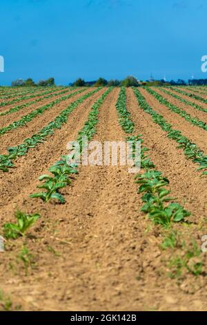 Cabbage cultivated fields in Bretagne in French countryside. View of a green cabbage patch field in Brittany, France. White cabbage, cabbage field Stock Photo