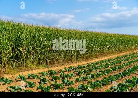 Cabbage cultivated fields in Bretagne in French countryside. View of a green cabbage patch field in Brittany, France. White cabbage, cabbage field Stock Photo