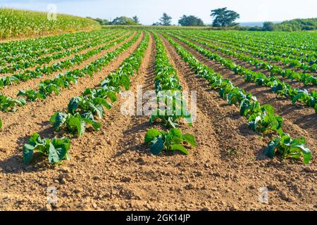 Cabbage cultivated fields in Bretagne in French countryside. View of a green cabbage patch field in Brittany, France. White cabbage, cabbage field Stock Photo