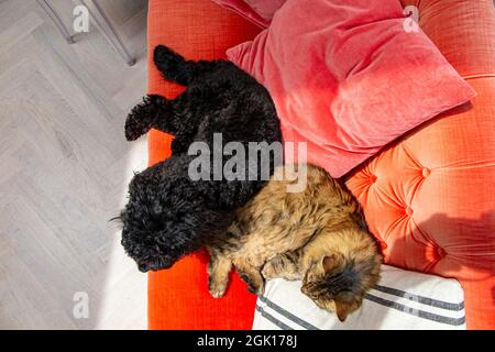 A black cockapoo dog and a Munchkin rarebreed at relaxing on a bright orange sofa together Stock Photo