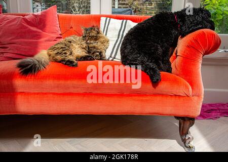 A black cockapoo dog and a Munchkin rarebreed at relaxing on a bright orange sofa together Stock Photo