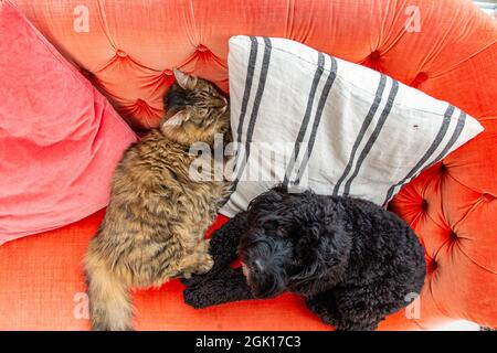 A black cockapoo dog and a Munchkin rarebreed at relaxing on a bright orange sofa together Stock Photo