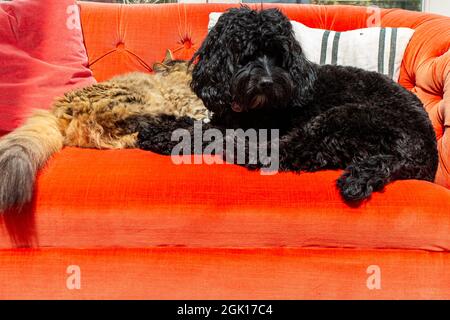 A black cockapoo dog and a Munchkin rarebreed at relaxing on a bright orange sofa together Stock Photo