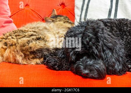 A black cockapoo dog and a Munchkin rarebreed at relaxing on a bright orange sofa together Stock Photo