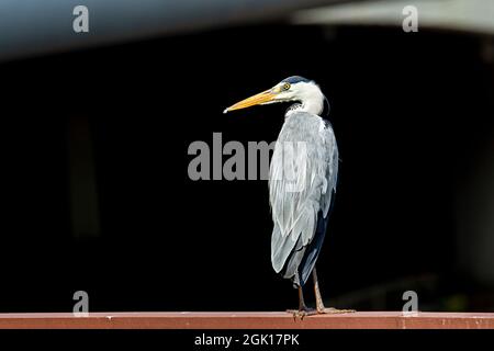 Grey heron resting on a railing next to a bridge carrying a busy expressway Stock Photo