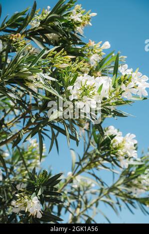 Close-up of branch of blooming olive tree with white flowers with blue sky on background. Flora of Santorini island, Greece. Stock Photo