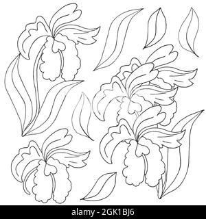 Orchids. Set of orchid. Monochrome flowers, elements. Cute flowers in hand draw style Stock Vector