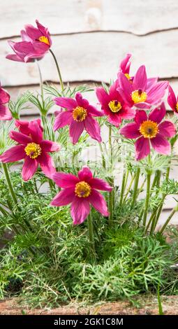 Close up of group of Pulsatilla vulgaris Rubra a deep red spring flowering fully hardy deciduous herbaceous perennial also called Pasque flower Stock Photo