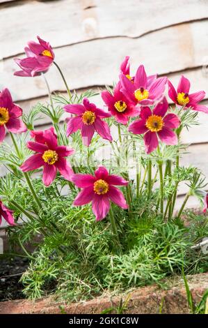 Close up of group of Pulsatilla vulgaris Rubra a deep red spring flowering fully hardy deciduous herbaceous perennial also called Pasque flower Stock Photo