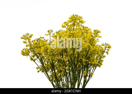 Blooming broccoli cabbage with yellow flowers. Isolated on white background Stock Photo