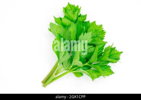 A bunch of celery sprigs close-up isolated on a white background Stock Photo