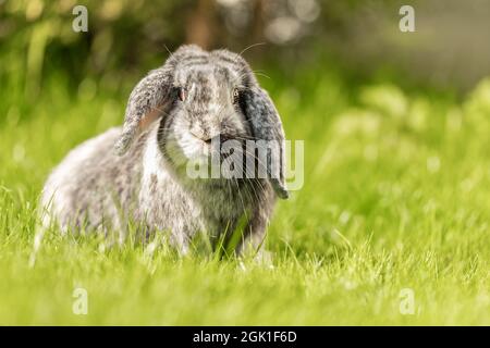 portrait of a cute dwarf rabbit sitting on a meadow Stock Photo