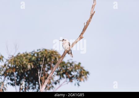 Laughing Kookaburra perched on tree branch Stock Photo