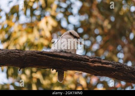 Laughing Kookaburra perched on tree branch Stock Photo
