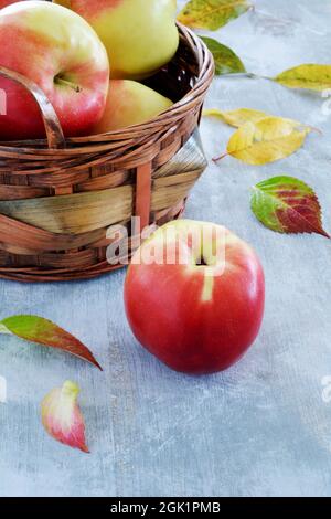 Fresh picked organic Honeycrisp apples in rustic woven basket in vertical format with room for text. Stock Photo