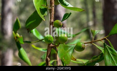 Young Fig tree in the wild. Stock Photo