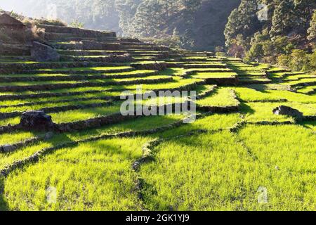 green field of rice in nepal Stock Photo