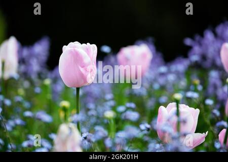Tulips Blossoming in Spring Stock Photo