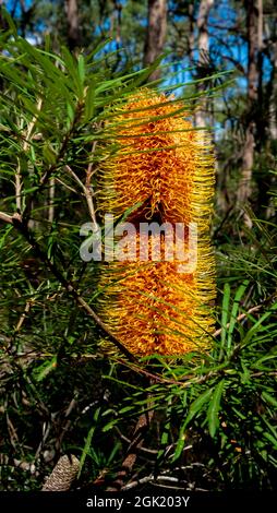 Grevillea 'Honey Gem' on the Soldier Trail Stock Photo