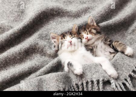 Two little adorable tricolor kittens sleep with eyes closed and lying covered with a gray fluffy blanket. Photo of relaxed sleeping cats that lie upsi Stock Photo
