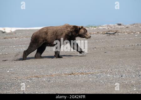 Male Brown Bear on Beach Stock Photo